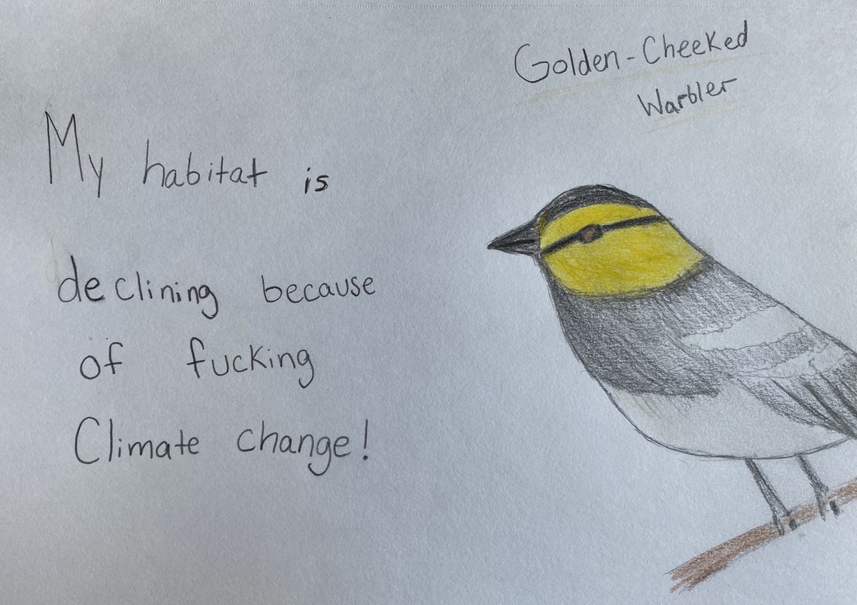 Samantha Hittson (@srhittson) on Twitter photo The Golden-cheeked Warbler can only be found in a small area of Texas, and their habitat is disappearing with the change in the climate. <a href="/EffinBirds/">Effin' Birds</a> <a href="/audubonsociety/">Audubon Society</a> #GISH #BookBash #gishbookbash The Golden-cheeked Warbler can only be found in a small area of Texas, and their habitat is disappearing with the change in the climate. <a href="/EffinBirds/">Effin' Birds</a> <a href="/audubonsociety/">Audubon Society</a> #GISH #BookBash #gishbookbash
