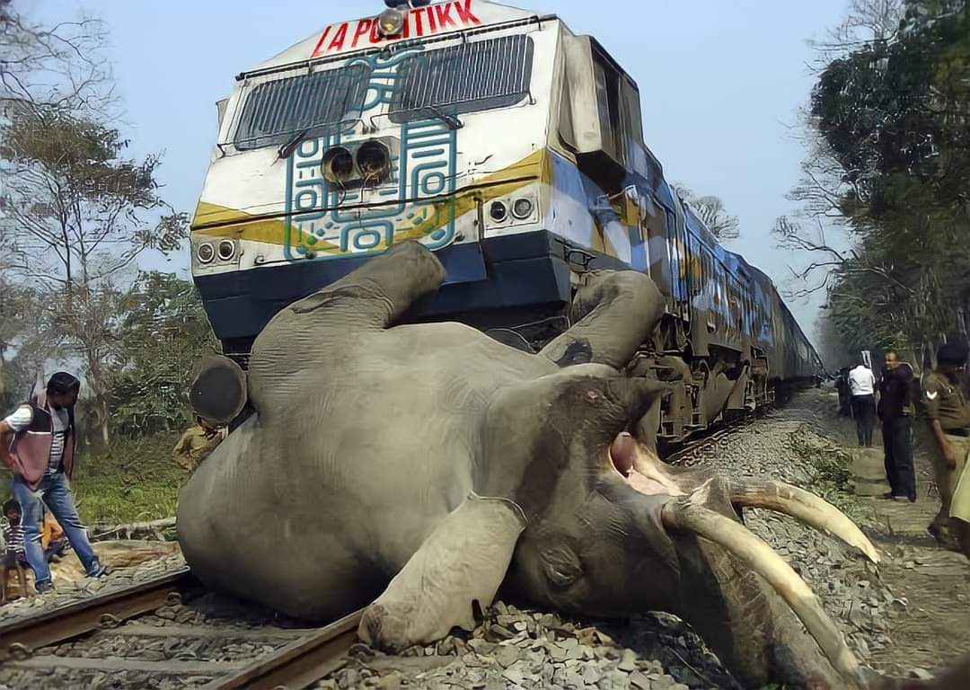 📌Tren Maya atropella a un elefante en Tulum... Fuente: Latinus
#AziNoAnlo 😫