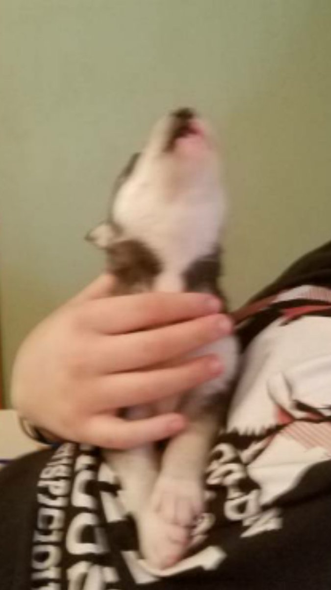 Husky Snow Pack tweet media