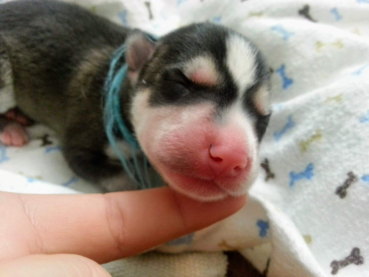 Husky Snow Pack tweet media