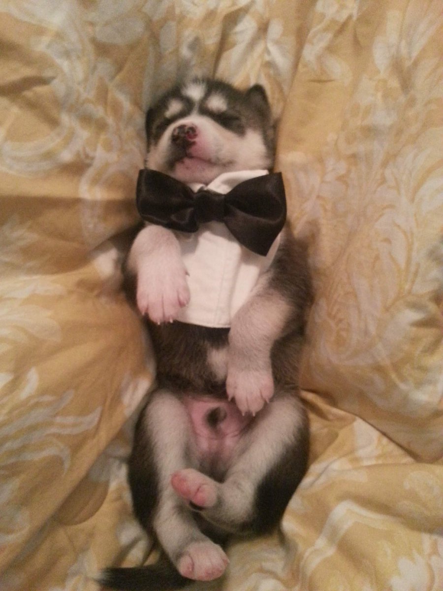 Husky Snow Pack tweet media