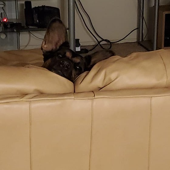 Amanda Alden tweet media