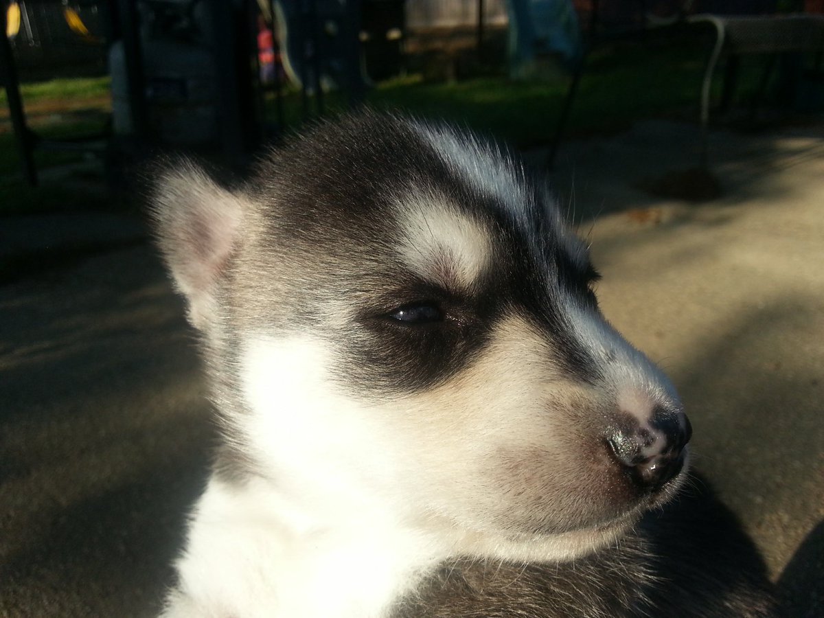 Husky Snow Pack tweet media