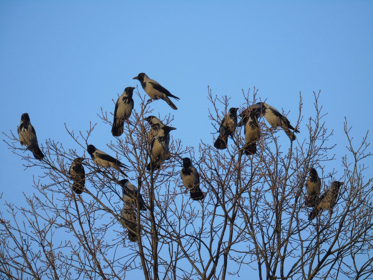 Vārnām rotāts koks #putni #birds #pelēkāvārna #hoodedcrow