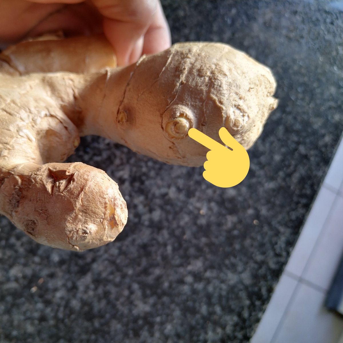 SabzerAzoh's tweet photo. BEFORE AND AFTER:

If you are buying ginger from a store, soak the rhizomes in water overnight because they are sometimes treated with a growth retardant. Plant the rhizomes 6 to 8 inches apart, 2 to 4 inches deep, and with the growth buds pointing upward... https://t.co/VGU7xCF46i