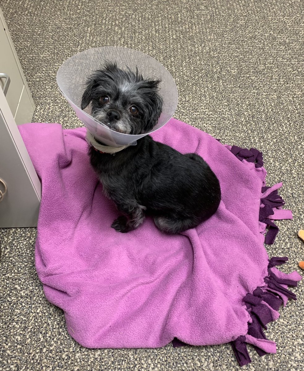 EveryDogCounts's tweet photo. Carly is ready to lose the E collar &amp; find her forever family! She is approx 8-10y, F(S), 10 lb, quintessential lap dog. Gets along well with everyone. Apply at https://t.co/AFpvh8rxvq! https://t.co/2slTERsNEg