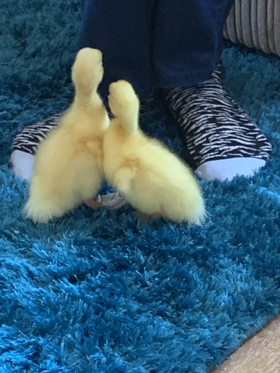 PaulJacobs1978's tweet photo. @Waterfield_TCT thanks for letting have these bundles of cuteness for the weekend, love them!!! We only had 4 of them. https://t.co/v81dgGH3Qw