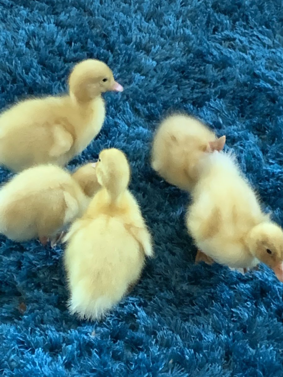 PaulJacobs1978's tweet photo. @Waterfield_TCT thanks for letting have these bundles of cuteness for the weekend, love them!!! We only had 4 of them. https://t.co/v81dgGH3Qw