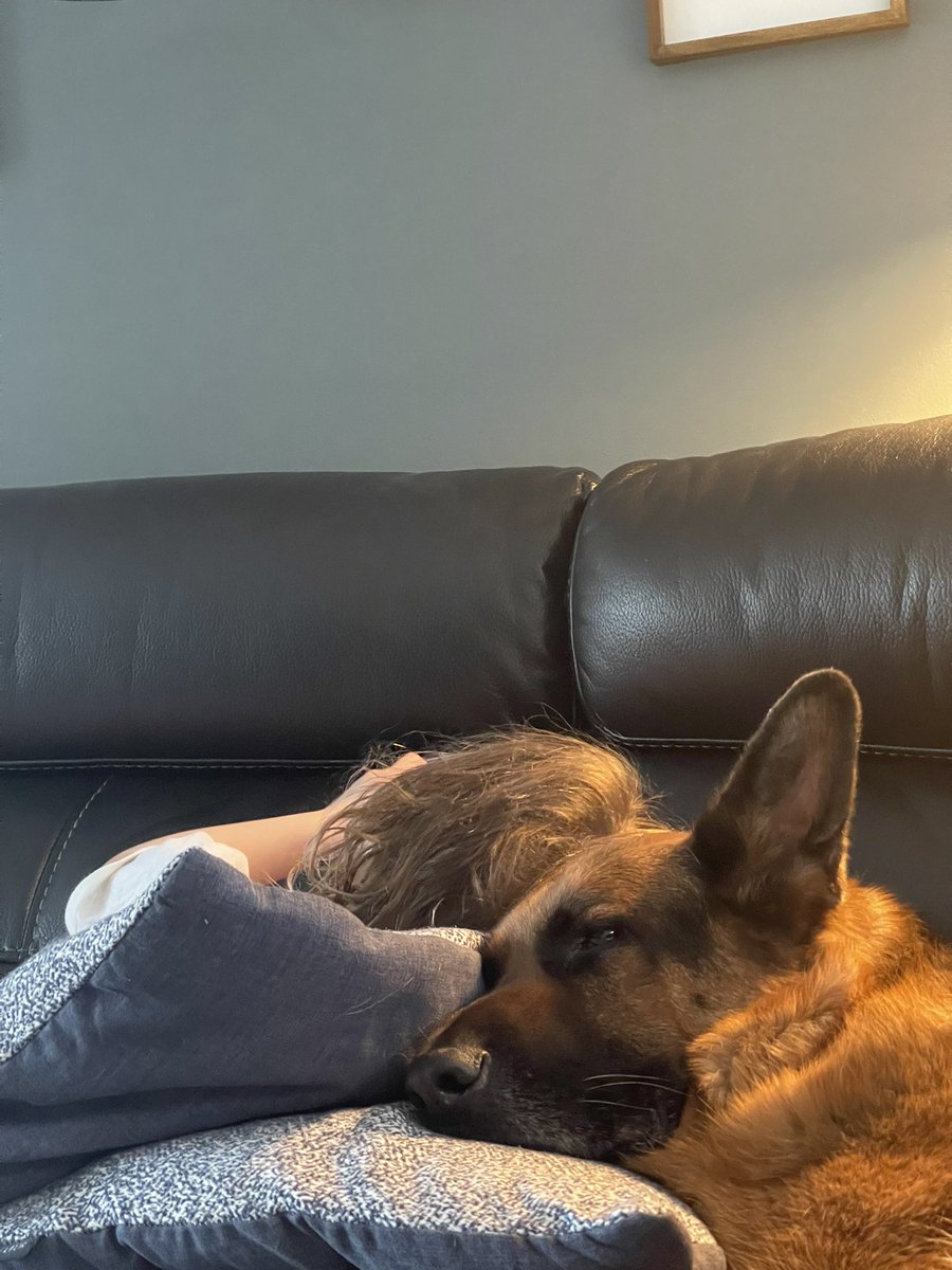 Bear_GSD's tweet photo. Happy Mothers Day - Loving the sun. #Afternoonnap https://t.co/paxlNAriPi