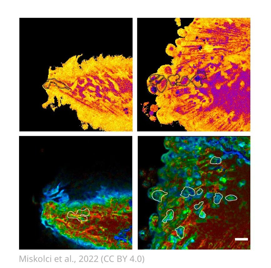 Cutting edge microscopy techniques and innovative zebrafish models help characterise the metabolism of macrophages in situ. elifesciences.org/articles/66080…