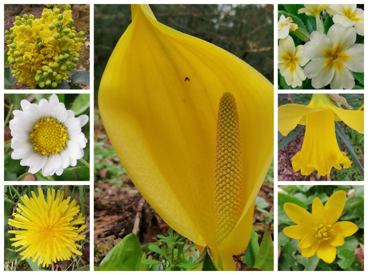staffswayman's tweet photo. All in bloom today at #KeeleHall
#yellow #flowers #springhassprung https://t.co/0Odmmqimns