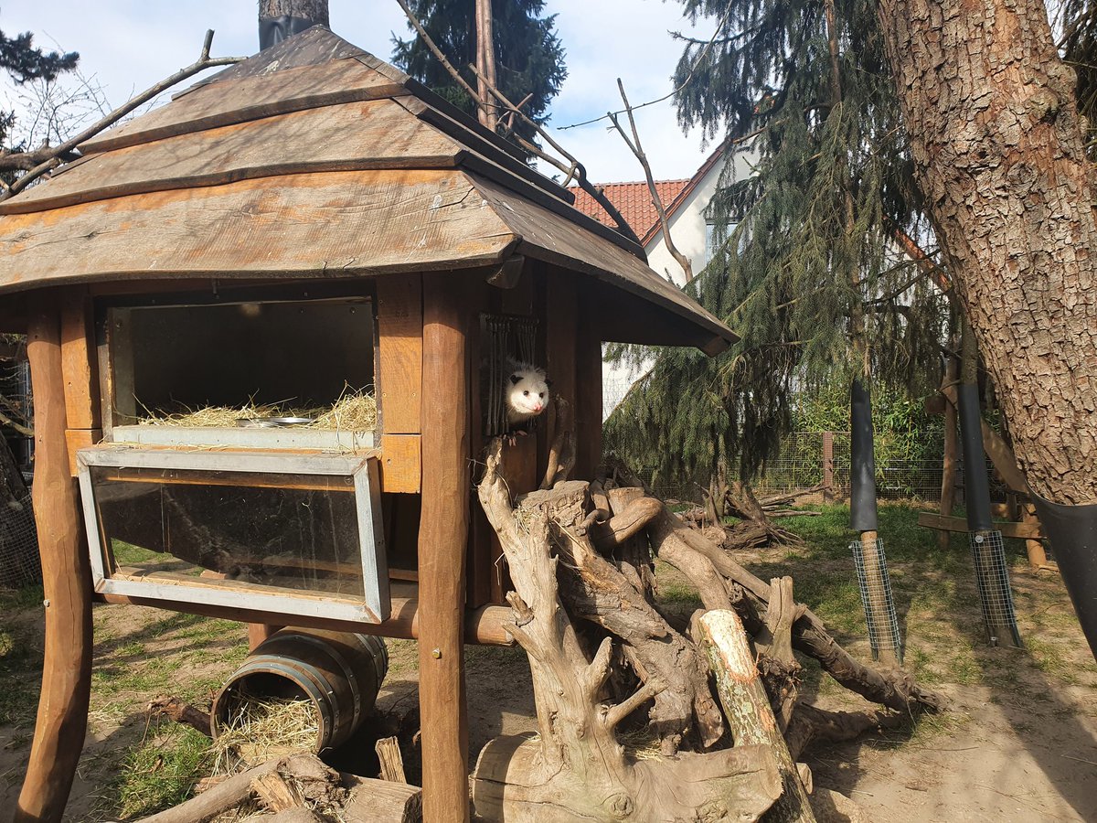 angryfrootloop's tweet photo. ♡♡♡♡♡♡♡♡♡
Er sitzt im Haus
Und guggt da raus 
♡♡♡♡♡♡♡♡♡ https://t.co/6BpjoMYVdB