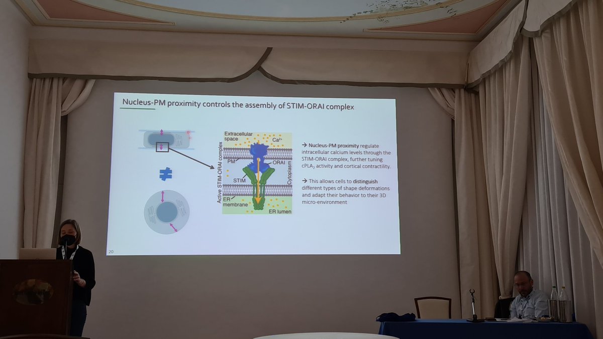 Gcordovas's tweet image. Very interesting presentation by Valeria Venturini on nuclear deformation and cell behavior #N4M