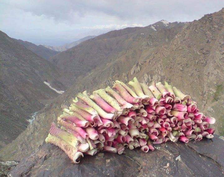 Afghanistan_5's tweet photo. What is this? What do you call it? https://t.co/J9vN1WbHUB