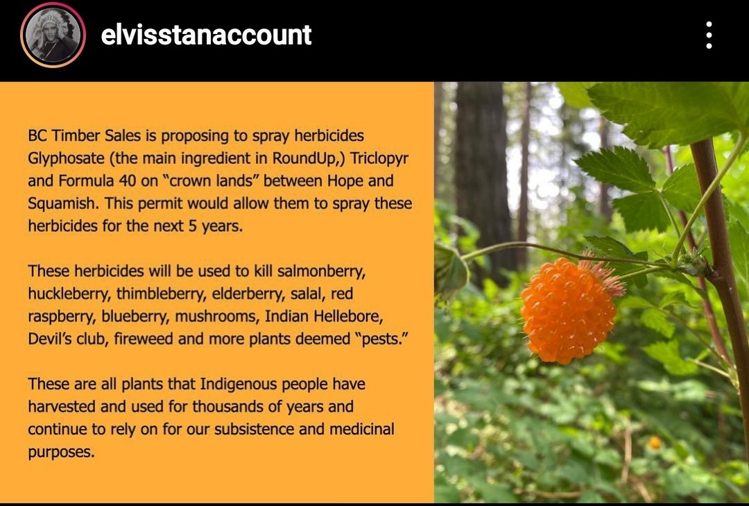 CulturalSuccess's tweet photo. @SominiSengupta so this timber company in Canada is proposing to spray glyphosate on Native food and medicine plots... it's just so gross &amp; colonial &amp; genocidal &amp; ecocidal... ugh, too flagrant not to share... https://t.co/vrc0HQhBS0