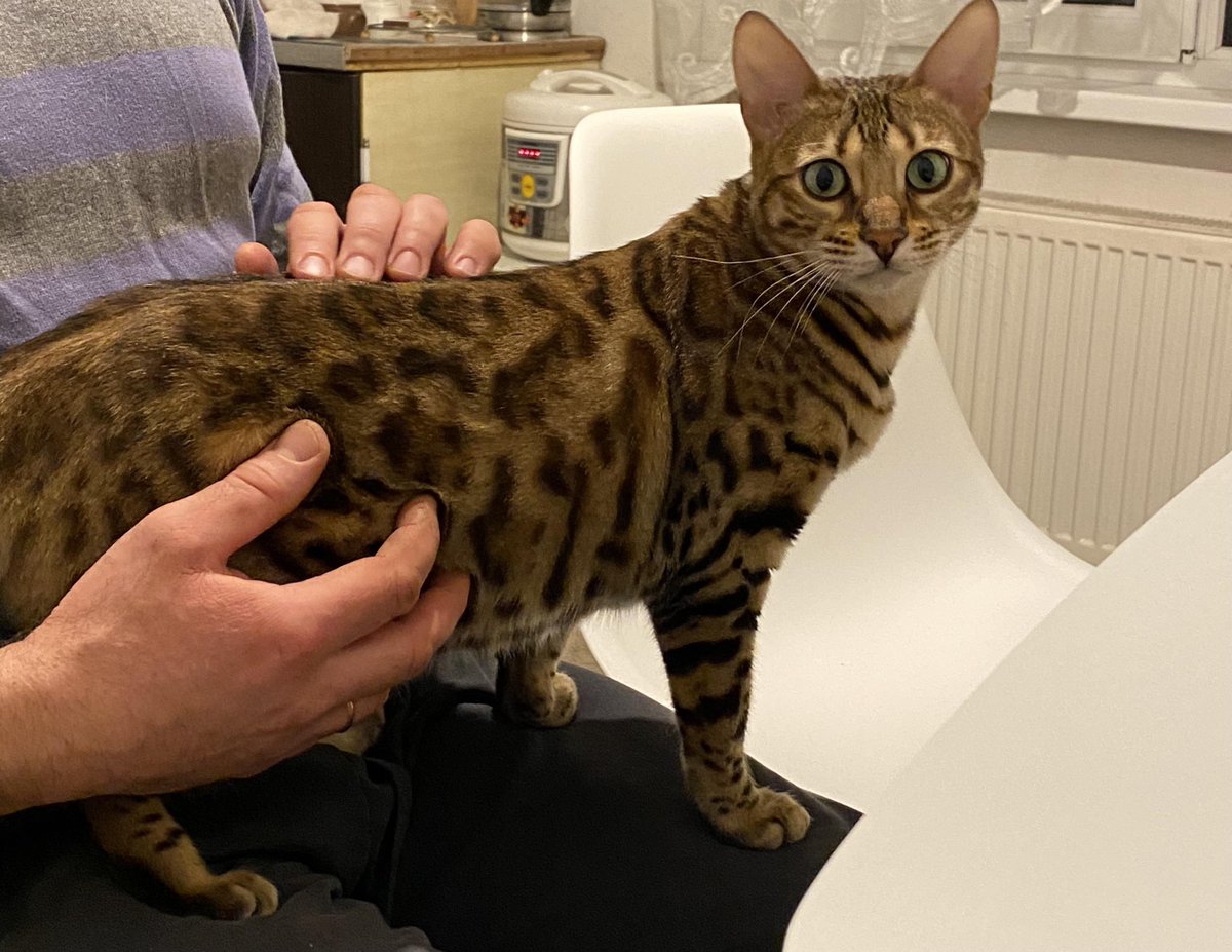 Michael's Cat tweet media
