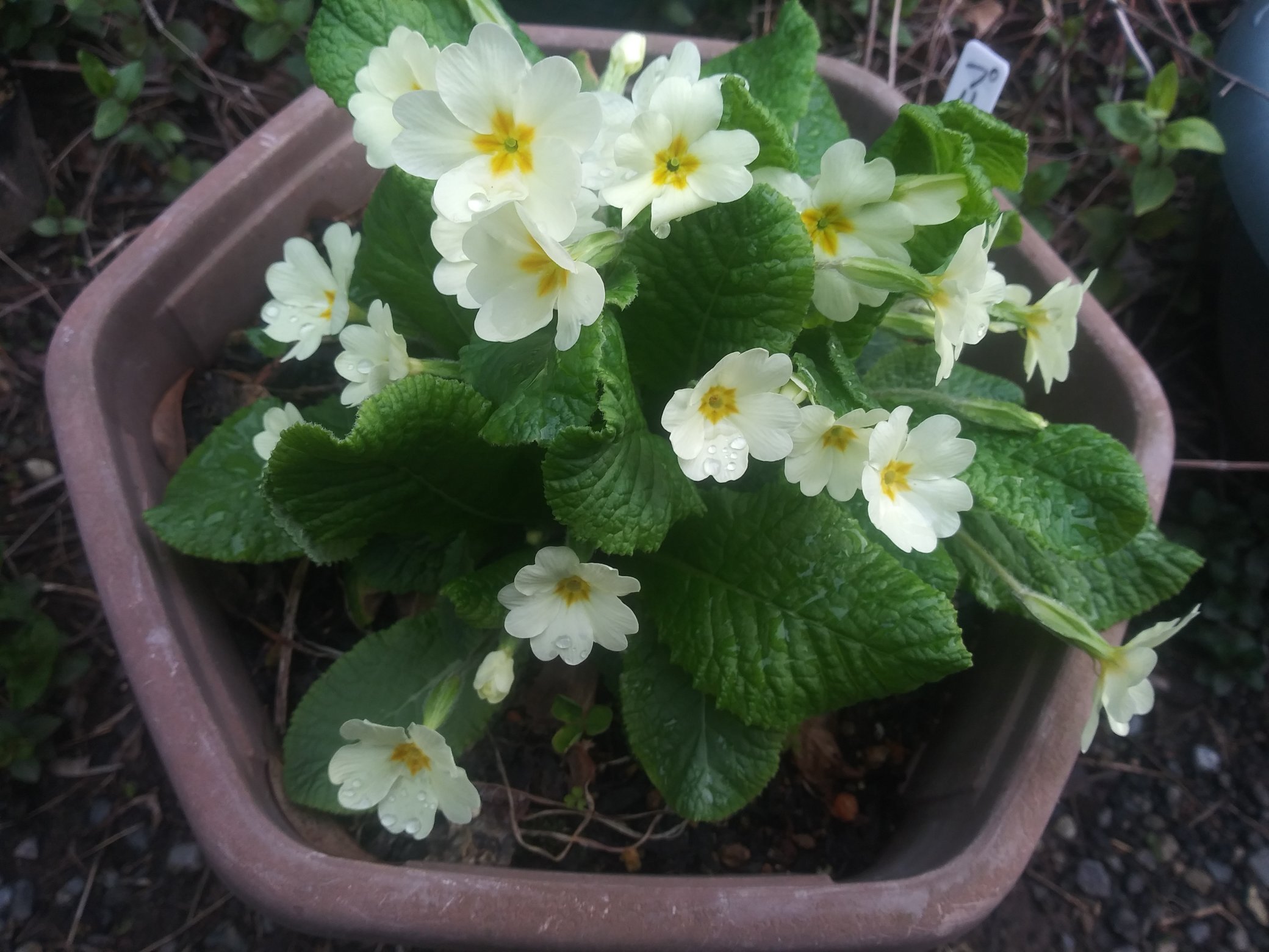 宮﨑和久 プリムローズの花が咲きました 様々な色があるようですが こちらはクリームイエロー 花は食べられます 花言葉は 青春のはじまりと悲しみ 青春の恋 などです T Co Sdez2xdbjq Twitter