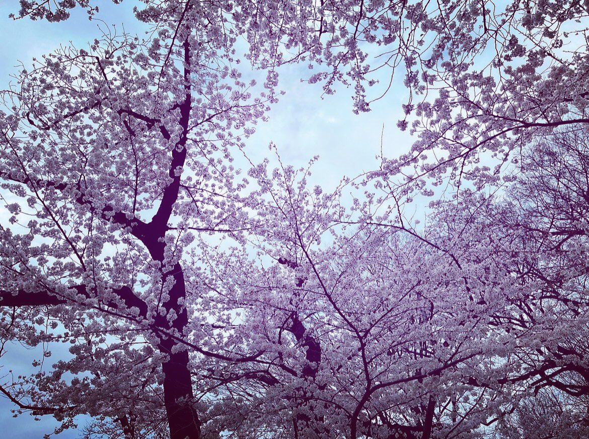 tree no humans scenery outdoors sky blue sky cherry blossoms  illustration images
