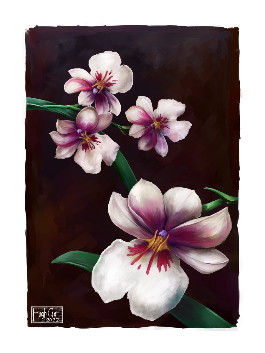 Gerotoi_'s tweet photo. Pansy orchid - 𝑀𝑖𝑙𝑡𝑜𝑛𝑖𝑜𝑝𝑠𝑖𝑠 𝑝ℎ𝑎𝑙𝑎𝑒𝑛𝑜𝑝𝑠𝑖𝑠 https://t.co/wHVv3XRfdp