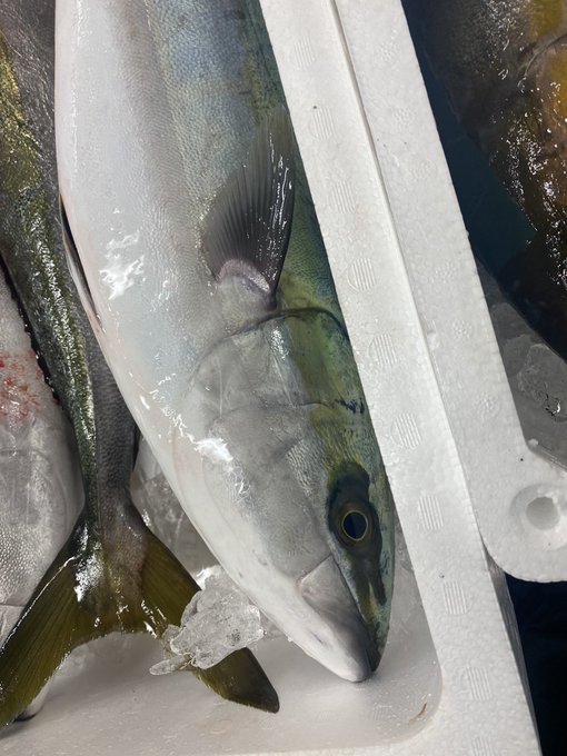 サワラのtwitterイラスト検索結果 古い順 サワラのtwitterイラスト検索結果 古い順