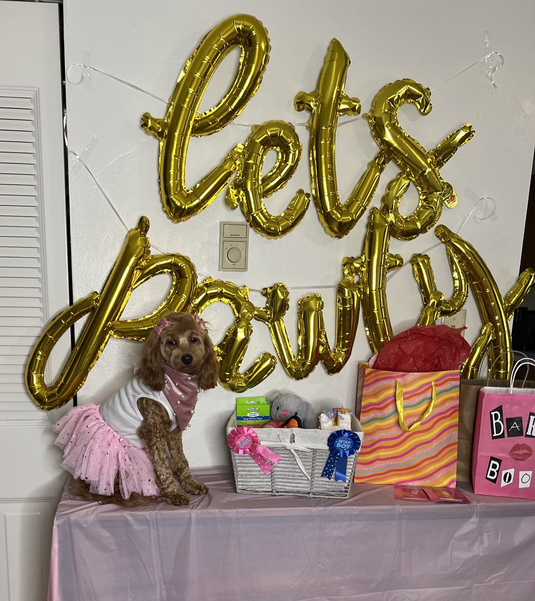 Jennifer_S04's tweet photo. Happy birthday to my little cutie Kali #MeanGirls #Barkbook @Adore_Varquidia https://t.co/H6eQV2lTep