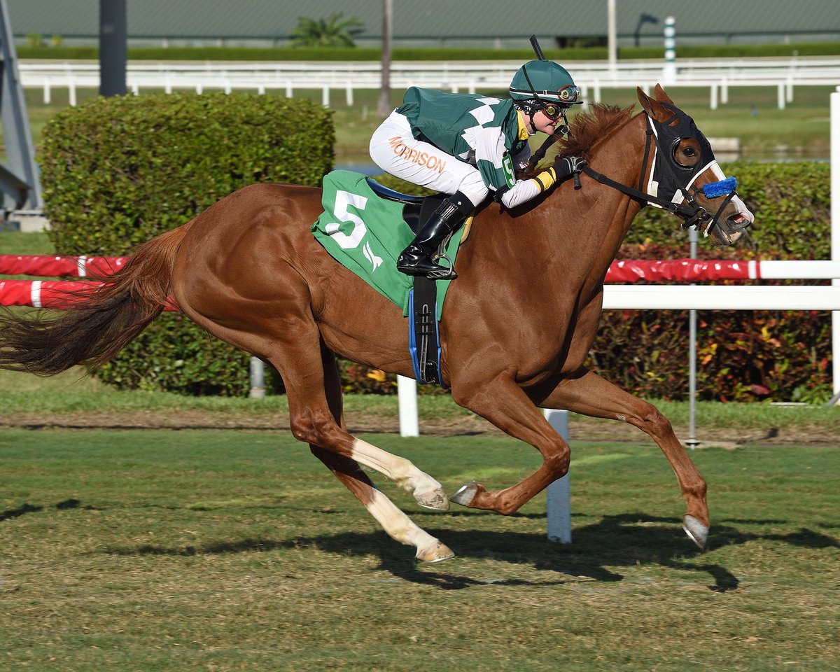 GulfstreamPark's tweet photo. Backchat runs down his competition to capture the finale for trainer @SweezeyK, second win today for apprentice jockey Ailsa Morrison! #GulfstreamPark #ChampionshipMeet https://t.co/jHj0URdbNy
