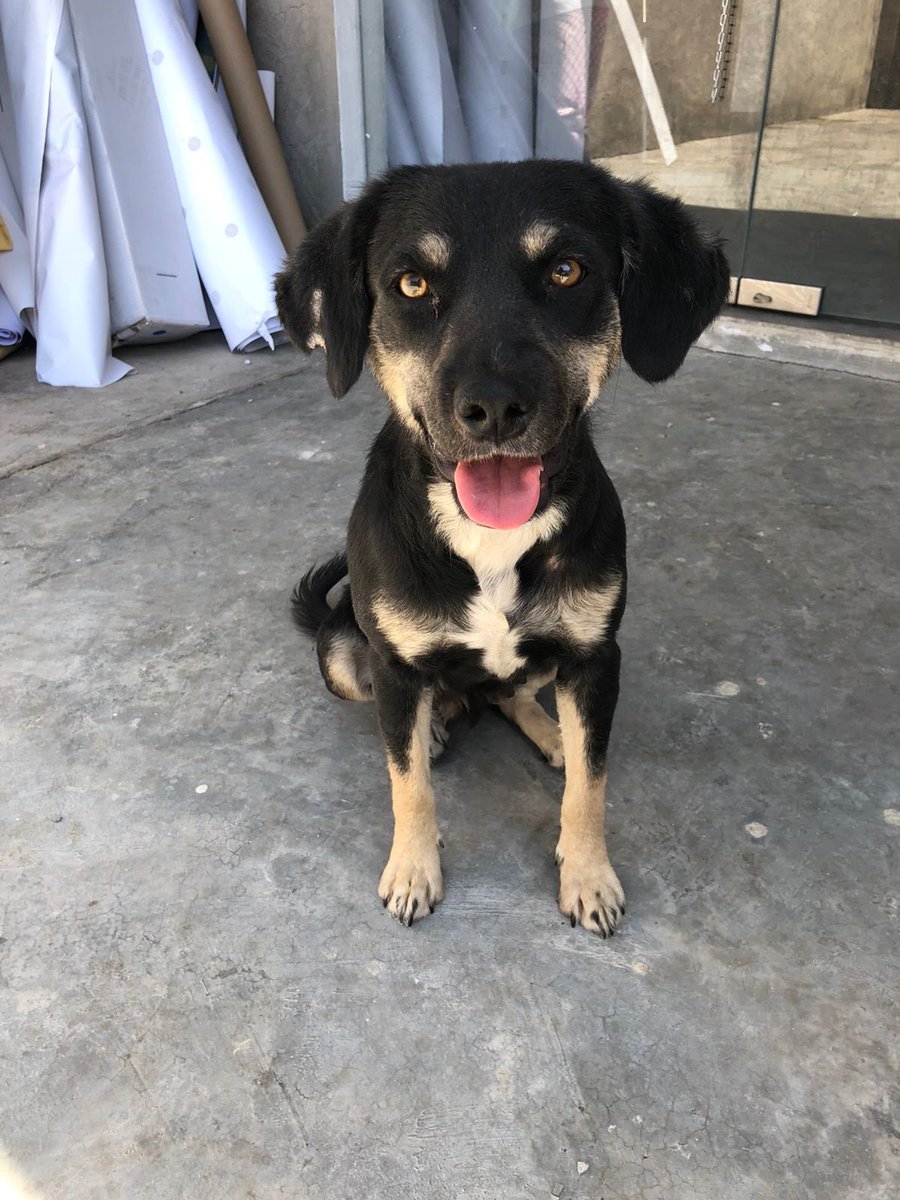 prinma's tweet photo. Linda perrita de 9-10 meses en #adpcion #cdmx , es muy juguetona y cariñosa ♥️ #lomito #AdoptaNoCompres #AdopcionResponsable https://t.co/dlv7KkVHtD