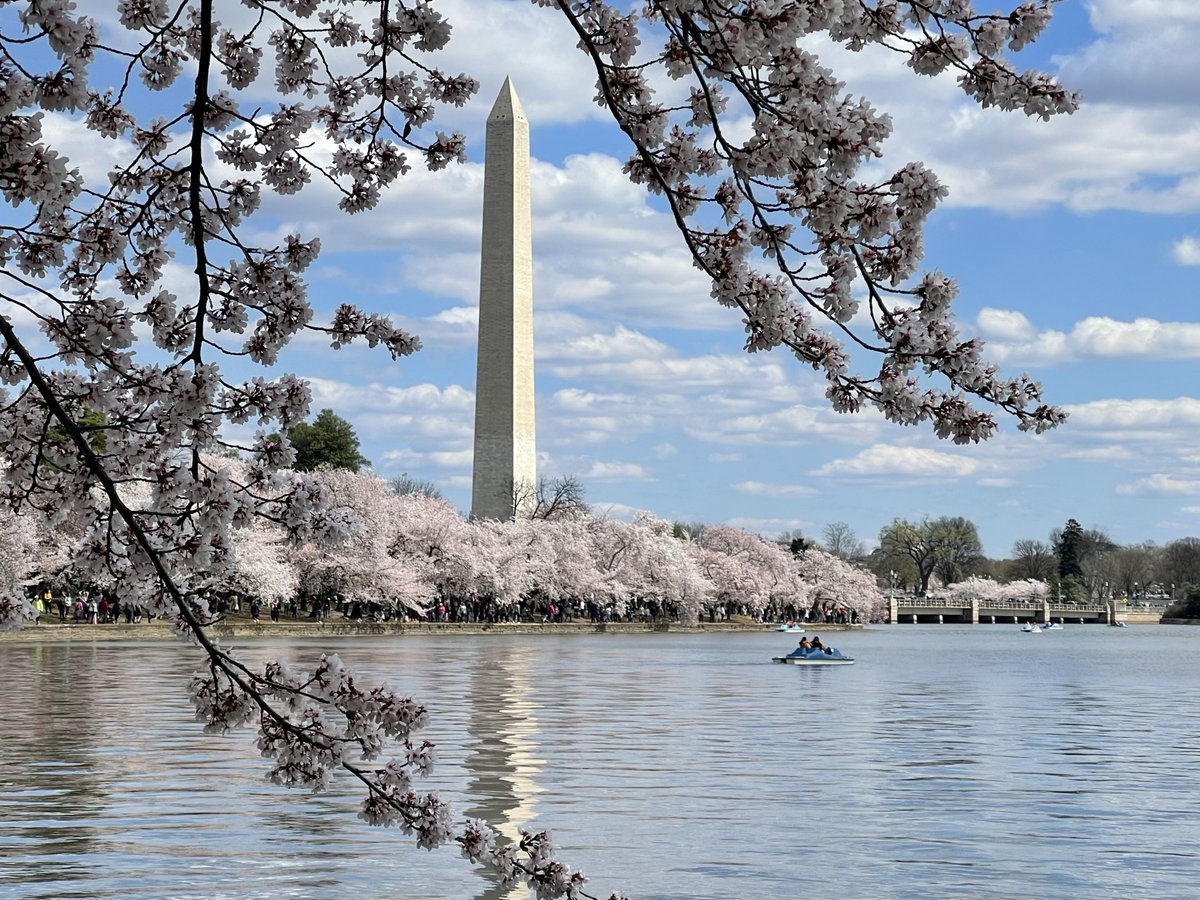 Bay_Living's tweet photo. We focus on what to do outside the cities, but sometimes it's good to go inside too. Washington, DC's cherry blossoms still in bloom this weekend. https://t.co/Xsi0ryjvfI