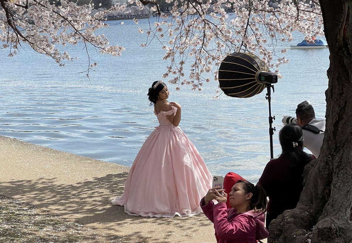 Bay_Living's tweet photo. We focus on what to do outside the cities, but sometimes it's good to go inside too. Washington, DC's cherry blossoms still in bloom this weekend. https://t.co/Xsi0ryjvfI
