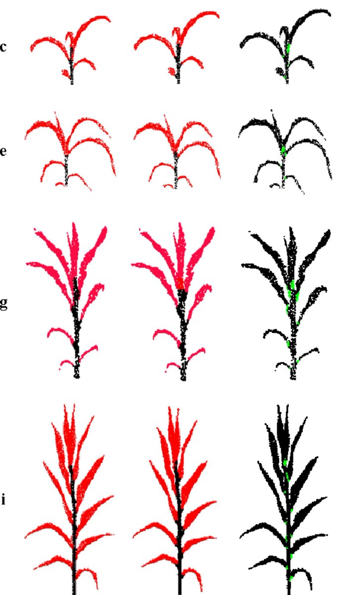 marinello_unipd's tweet photo. #DeepLearning can help classifying #3D maize shoots, and studying the spatial characteristics of plants 🌽. I served as editor for this interesting work just published by #CompAg @ELSenviro #AgTech #photogrammetry: give a look here ➡️
https://t.co/rbEyLPEe7h https://t.co/LMKjrbg8o9