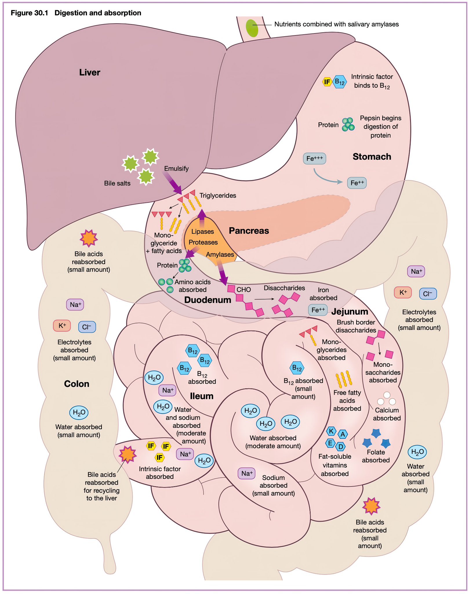 Neuroanatomy: Draw It to Know It