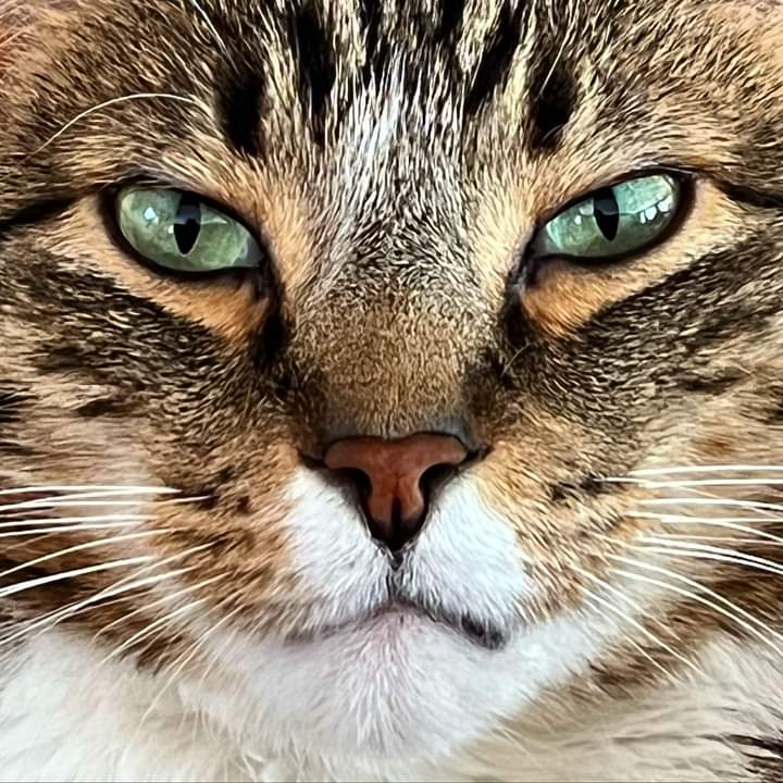 This is Elmer. He's sooooooooo amazingly gorgeous.🥰🥰 I'm surprised he doesn't have 10 lady cats in line. @fierce_invalid_ #catsofinstagram #catsoftwitter #AdoptDontShop