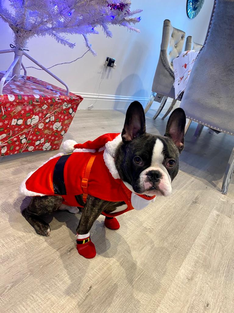 LisaFrankish's tweet photo. #PLTpet incase you needed more photos of the Pretty Little Dobby.... https://t.co/TYx9PW0hlk