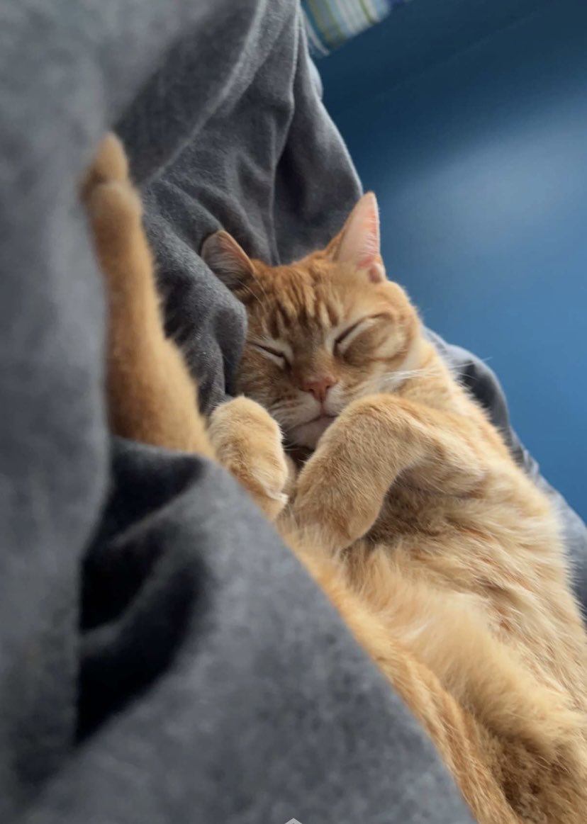 ableabole's tweet image. 