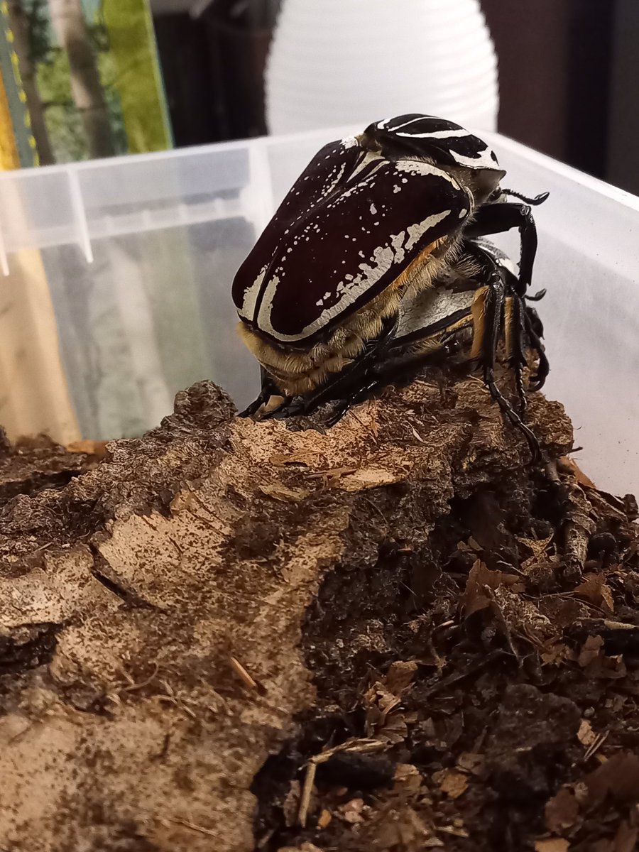 sverige_saps's tweet photo. Never in my life have been more happy to watch two insect have sex. Goliathus goliatus. #beetles #beetlebreeding #goliathus https://t.co/IeodXSKgzT