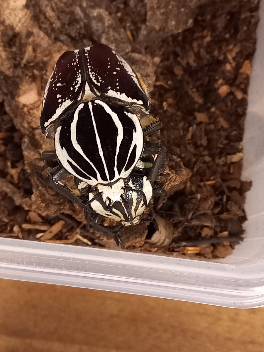 sverige_saps's tweet photo. Never in my life have been more happy to watch two insect have sex. Goliathus goliatus. #beetles #beetlebreeding #goliathus https://t.co/IeodXSKgzT