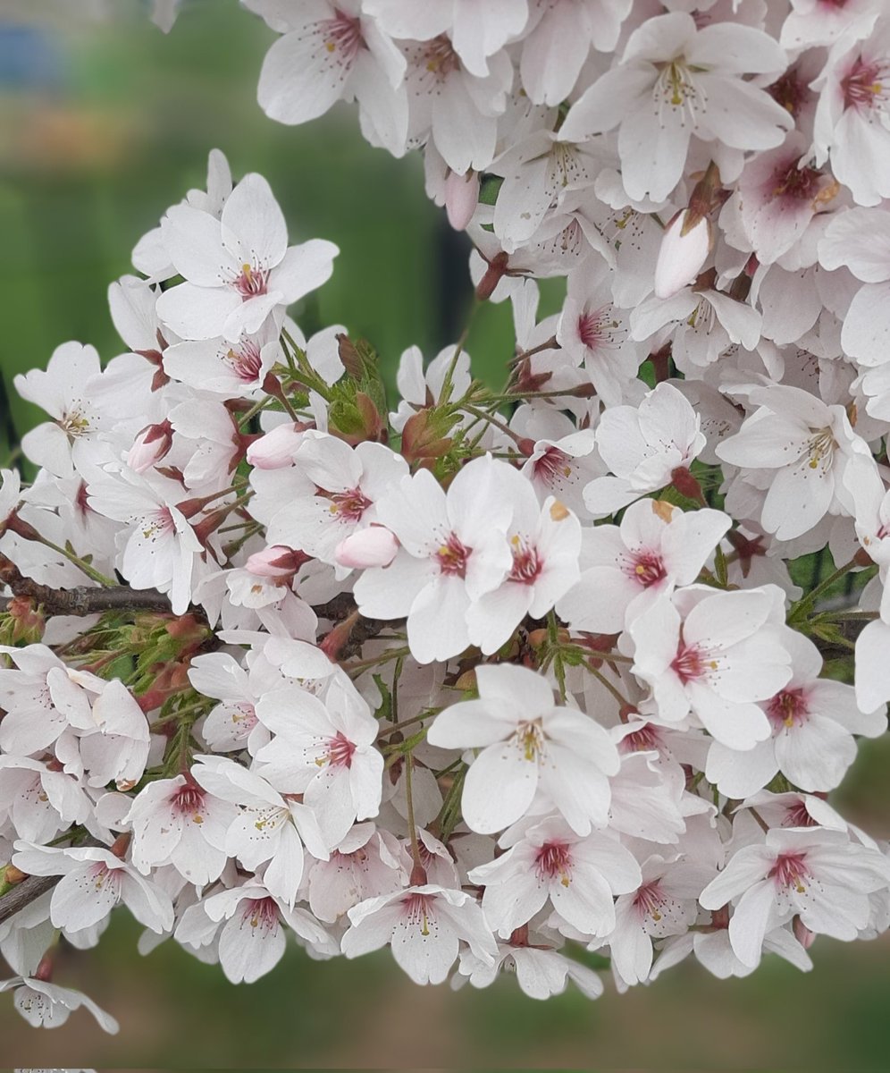 #BlossomWatch #CherryOrchardNatureReserve #Worcester