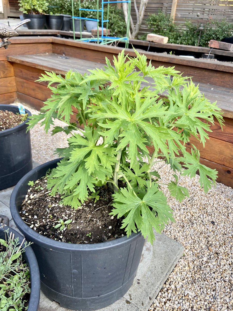 The perennials in pots are getting going and ready for spring 
[Lovage / Forget-me-nots / Peppermint / Delphiniums]