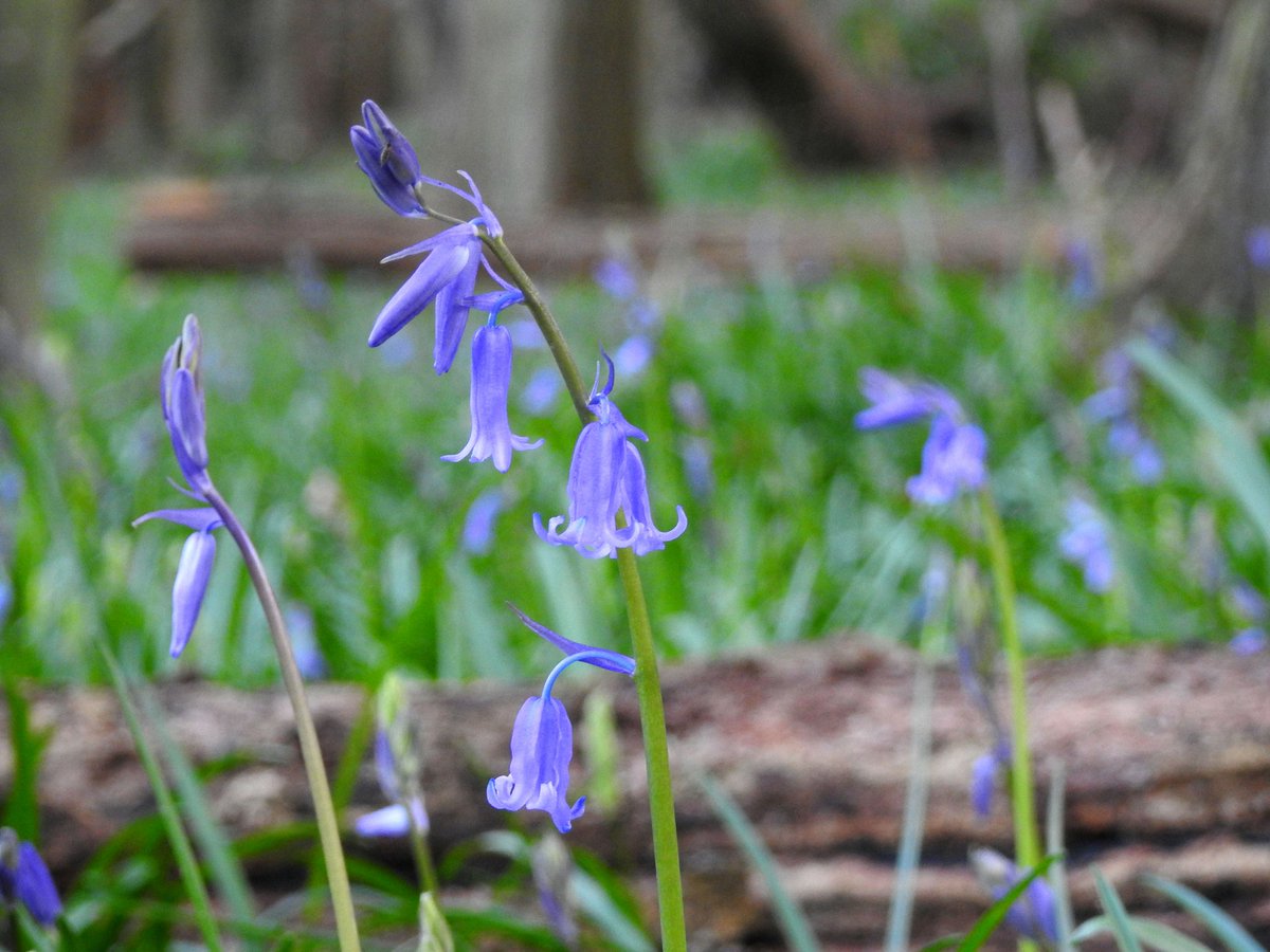 mildthing99's tweet photo. So delicate, but so resilient...
First #bluebells appearing in the
#SurreyHills
#Anticyclone #BlockingHigh @PeterGWeather @liamdutton @StormHour @metoffice @ThePhotoHour #StormHour #loveukweather #getoutside https://t.co/spaR8rH4Yw