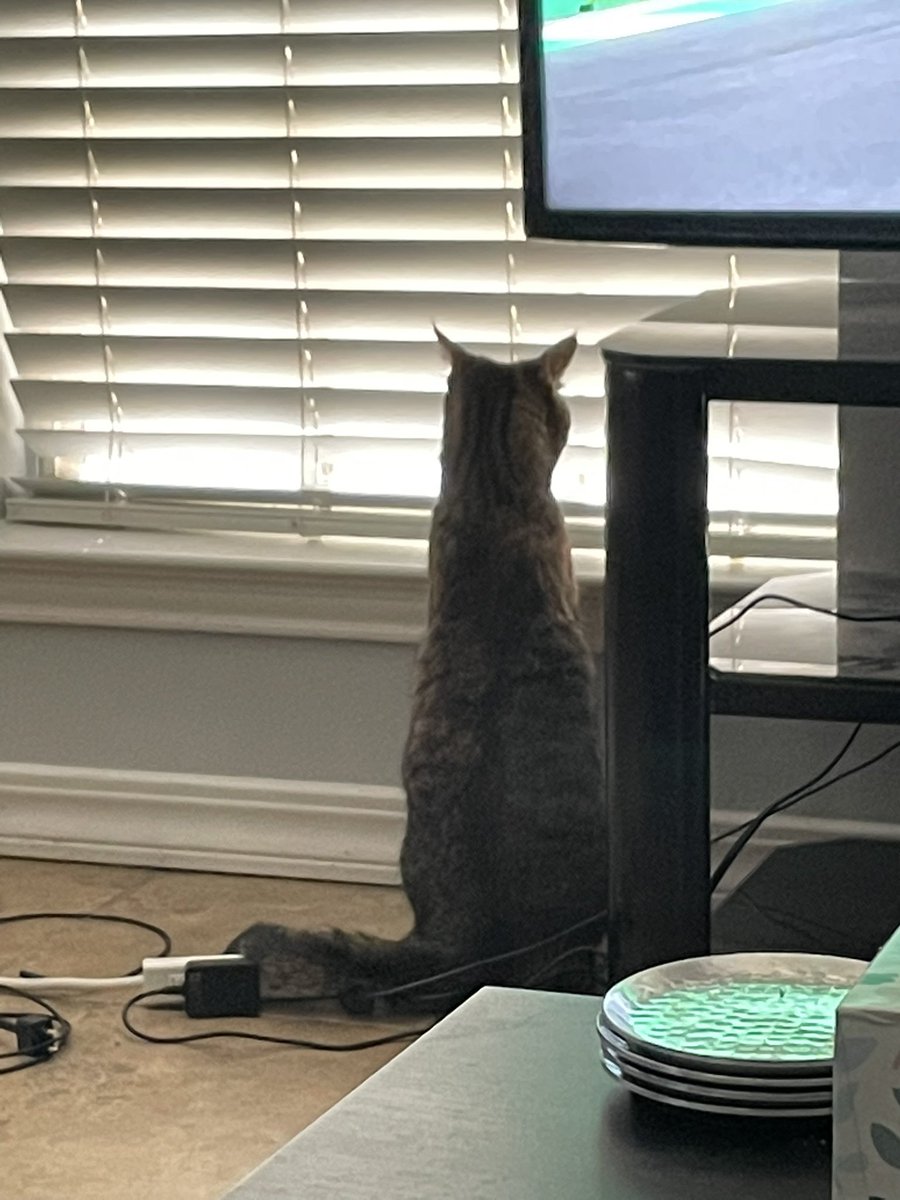 pepper_standing's tweet photo. Cat. 

#cat #catstandingup #catsoftwitter #CatsOnTwitter https://t.co/bu3bu3ZfFZ