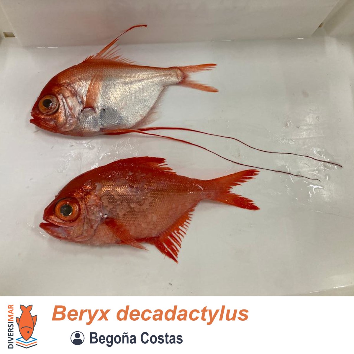 diversimar's tweet photo. A veces, lo que en un primer momento parece diferente, al final resulta ser lo mismo. Aunque no es frecuente, en algunos adultos del alfonsino (Beryx decadactylus) se puede observar un alargamiento de las aletas dorsales y/o pélvicas #biodiversidad #taxonomía #Galicia #Beryx https://t.co/mlc7TUlRw3