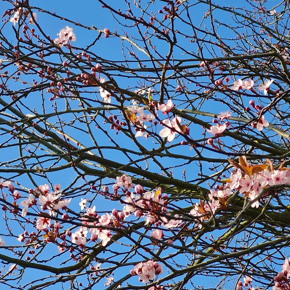 JenniAskell's tweet photo. #BlossomWatch https://t.co/5jWxXMeYgF