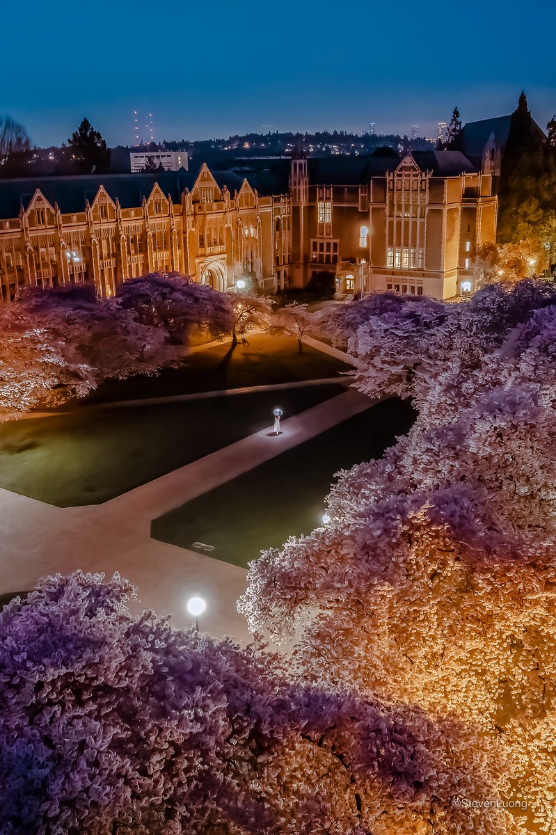 steven_t_luong's tweet image. Lost in Sakura Paradise 🌸
- Photo was taken this morning at 6 am
- How’s everyone's weekend? I had the entire place for myself for almost 30 mins 😆