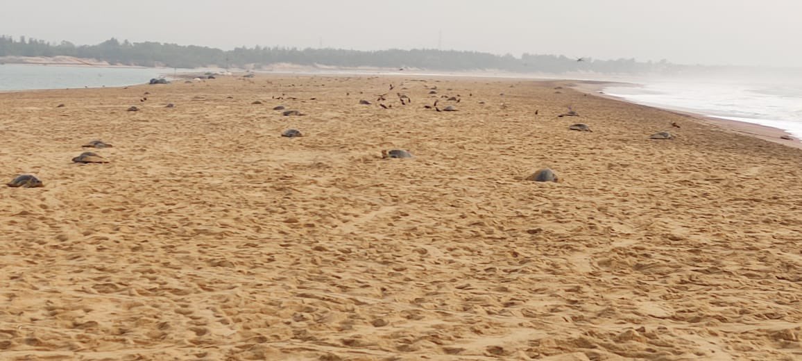 sandeepifs's tweet image. #OliveRidley #arrabida #massnesting #gahirmatha #Rusikulya #odisha
Odisha celebrates unique occasion of welcoming #OliveRidleyTurtels both at #Gahirmatha with record 2.45 lakh no &amp;amp; #Rusikulya with 30,000 guests on day one!!!
#Arrabida to continue for a week or more👍