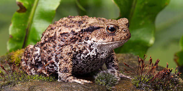 HelpTheEarthCW's tweet photo. Happy Sunday all, we'd like to focus on something positive today, London has decided to be more green and built a Toad walk and enclosure this week! https://t.co/pVdQ6O5kad