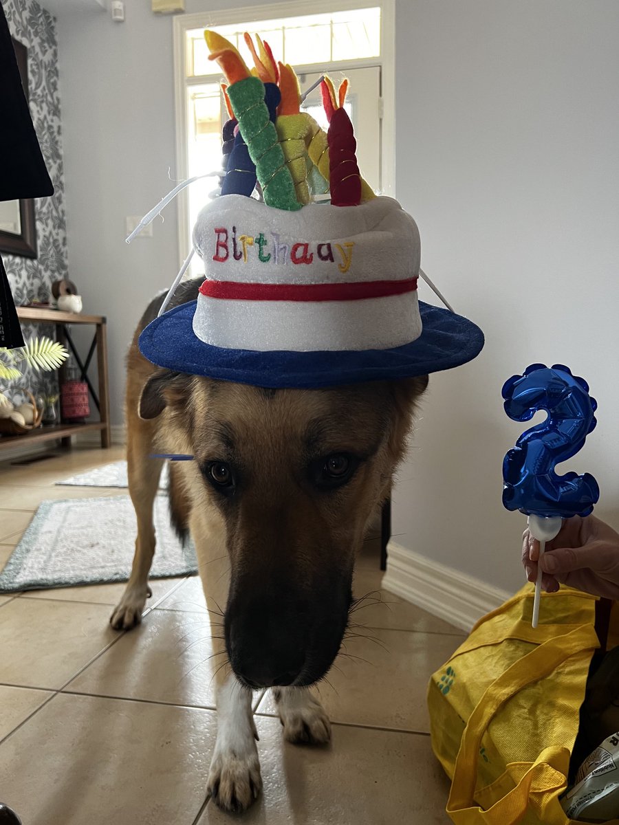 MSchelfhaut's tweet photo. Happy 2nd Birthday Tucker! https://t.co/3gtNEUHYMk