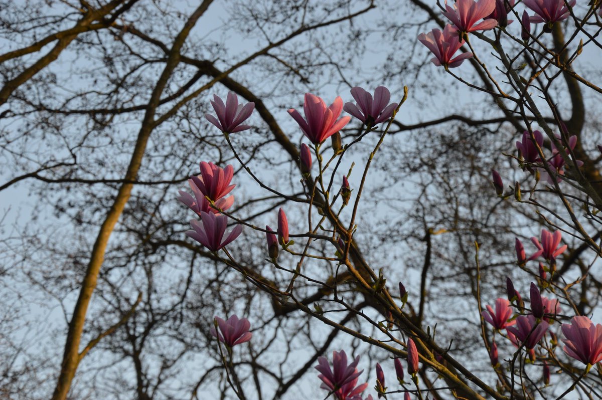 MarineMarLag's tweet photo. @Leaving_Orbit Someone said #magnolia ?
#FlowerBattle 🌸 https://t.co/7exPaRpQtQ
