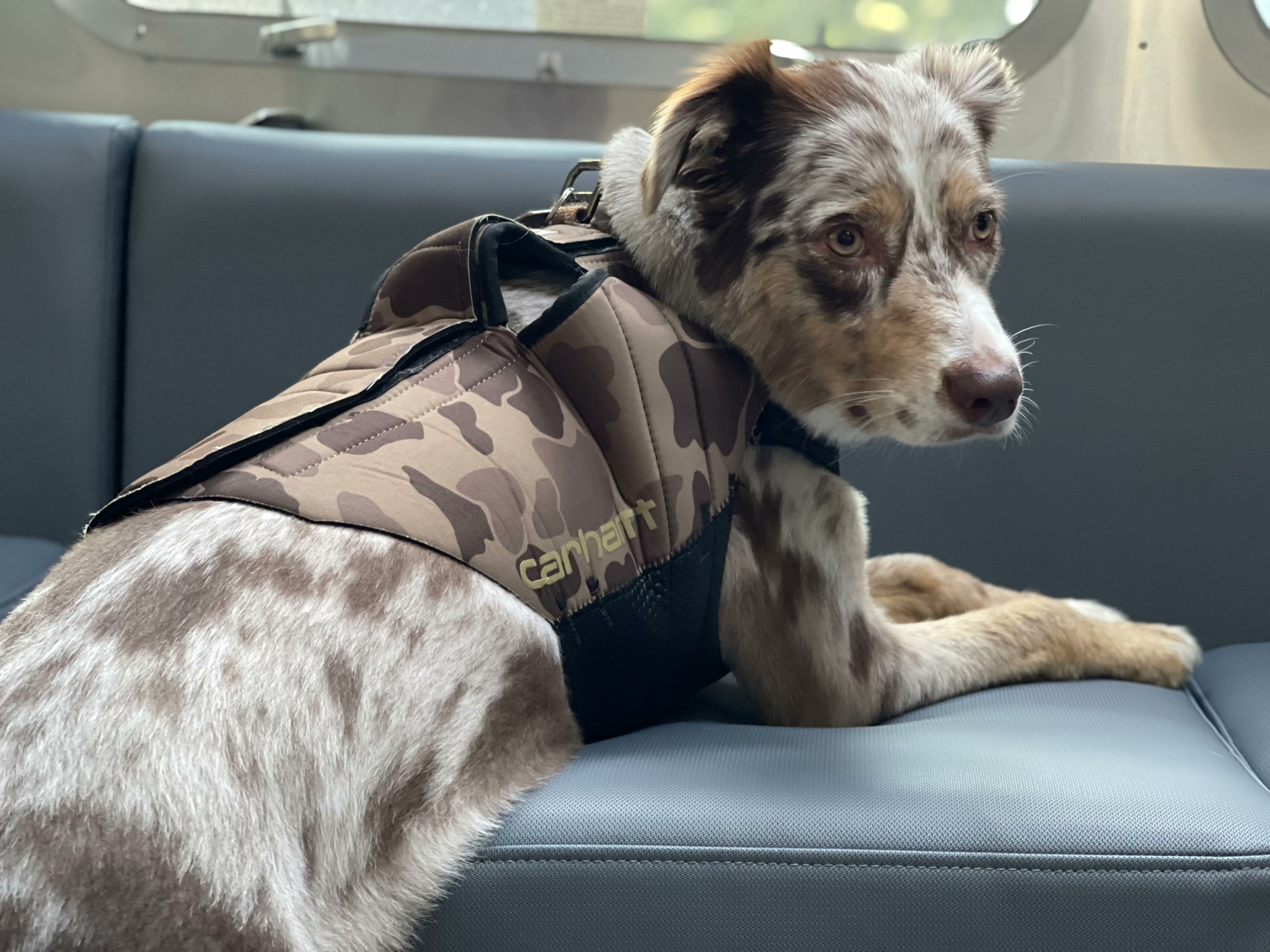 Carhart dog vest hot sale