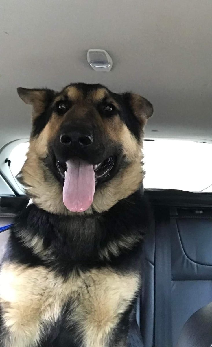 Friends its a new picture of one of Milas puppies. Diezel is 6 months old now. He is a perfect gentleman and best friends to 4 kids on a family farm. Living his best life. ❤❤