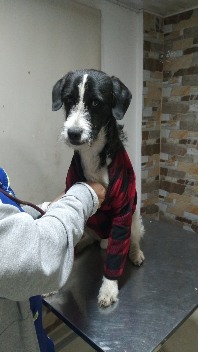 angeles_sinvoz's tweet photo. 😭oreo salió positivo para moquillo debemos hospitalizarlo hoy con urgencia y están en riesgo todos nuestros peluditos del hogar de paso nesesitaremos de todo su apoyo para salvar a oreo y todos nuestros rescataditos esperamos no nos abandonen por favor 🙏 🙏 https://t.co/CrlpEZXhTH